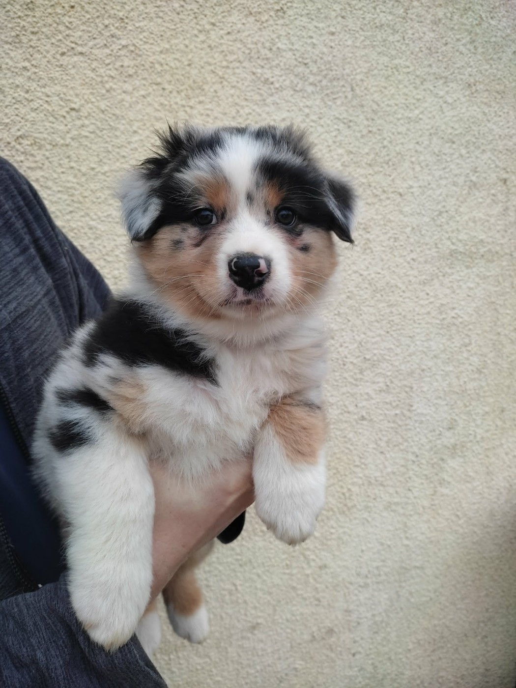 De La Légende D'Azénor - Chiots disponibles - Berger Australien