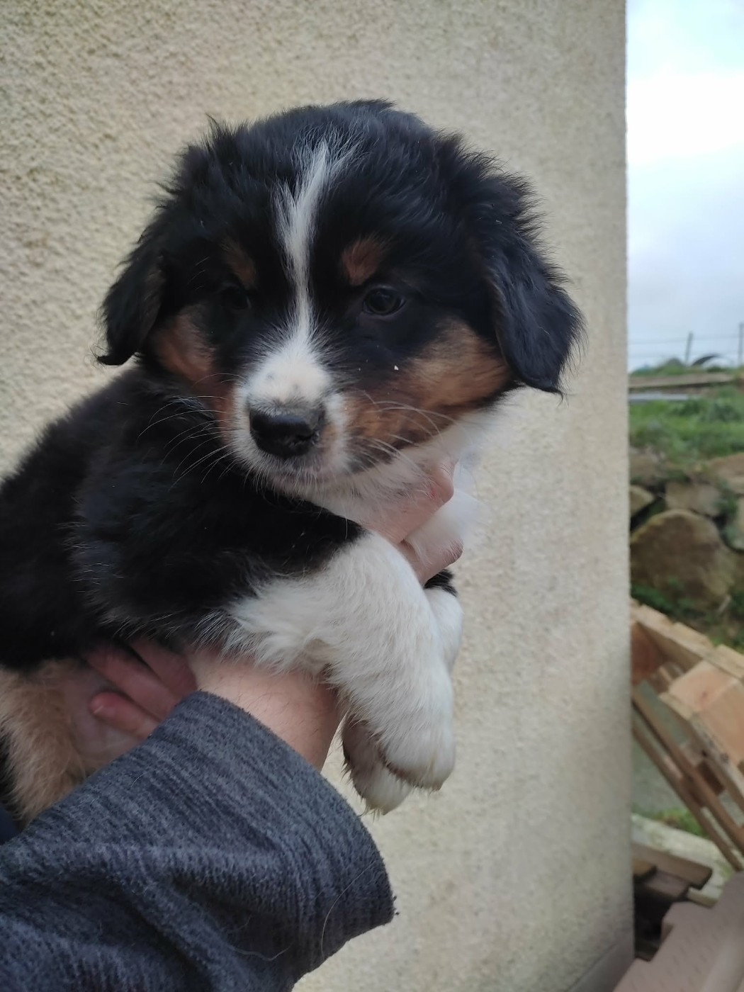 De La Légende D'Azénor - Chiots disponibles - Berger Australien