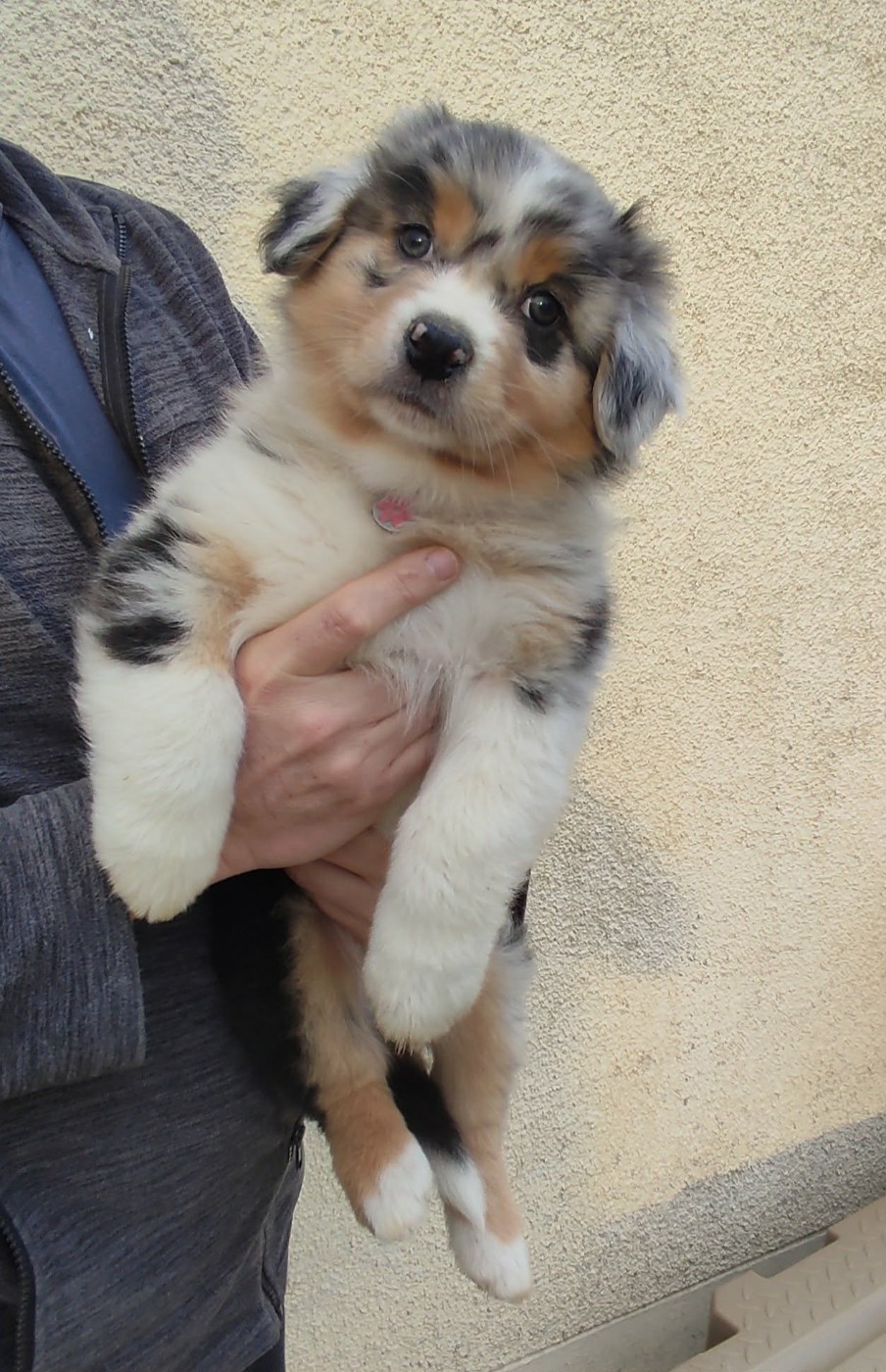 De La Légende D'Azénor - Chiots disponibles - Berger Australien